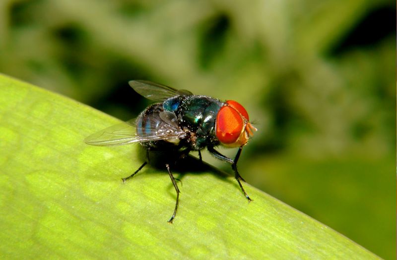 Comment savoir où pondent les mouches ?